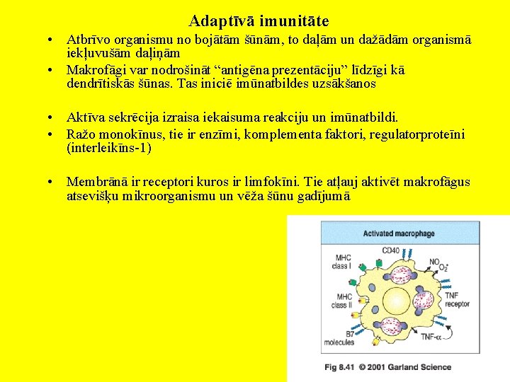 Adaptīvā imunitāte • Atbrīvo organismu no bojātām šūnām, to daļām un dažādām organismā iekļuvušām