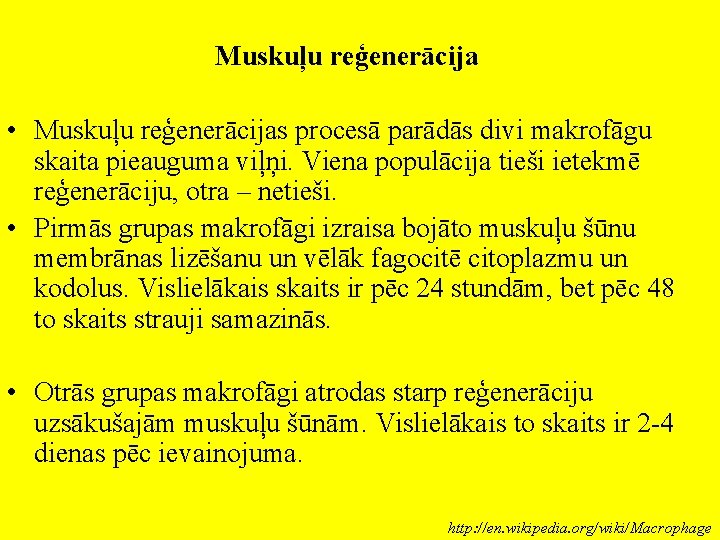 Muskuļu reģenerācija • Muskuļu reģenerācijas procesā parādās divi makrofāgu skaita pieauguma viļņi. Viena populācija