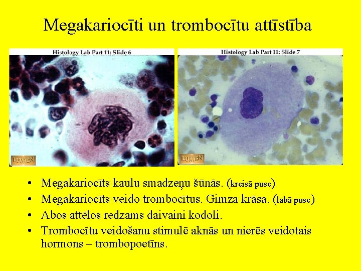 Megakariocīti un trombocītu attīstība • • Megakariocīts kaulu smadzeņu šūnās. (kreisā puse) Megakariocīts veido