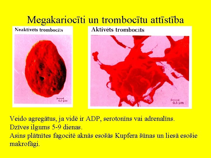 Megakariocīti un trombocītu attīstība Veido agregātus, ja vidē ir ADP, serotonīns vai adrenalīns. Dzīves