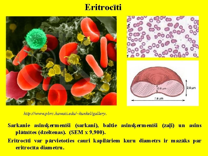 Eritrocīti http: //www. pbrc. hawaii. edu/~kunkel/gallery. Sarkanie asinsķermenīši (sarkani), baltie asinsķermenīši (zaļi) un asins