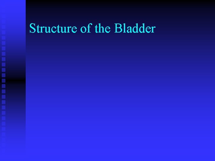 Structure of the Bladder Structure of the Bladder