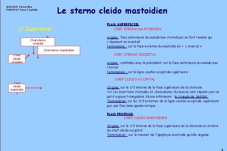 Le sterno cleido mastoidien MAILIDIN Clementine PABOEUF Anne Charlotte 1/ Insertions Chef sterno occipital