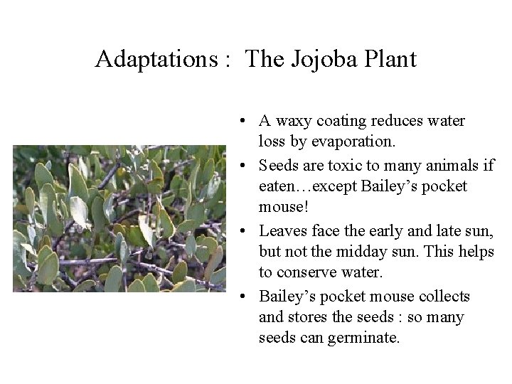 Adaptations : The Jojoba Plant • A waxy coating reduces water loss by evaporation.