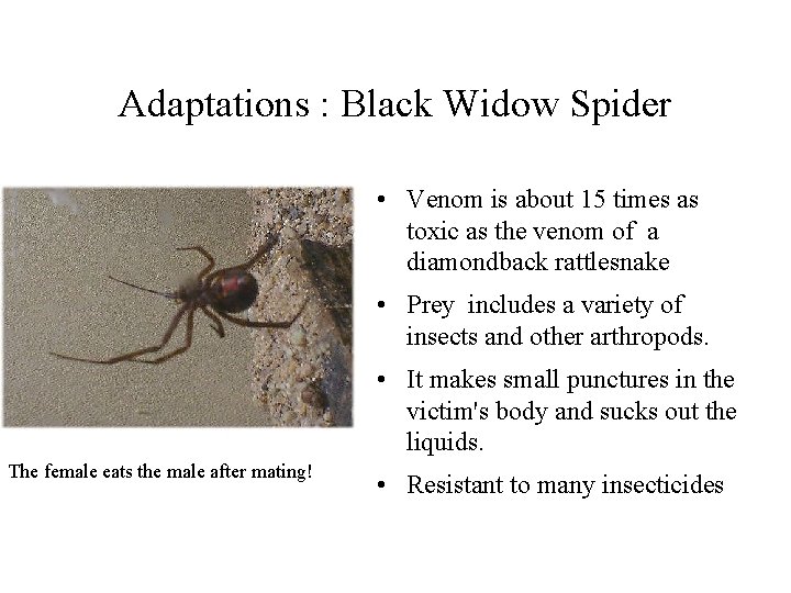 Adaptations : Black Widow Spider • Venom is about 15 times as toxic as