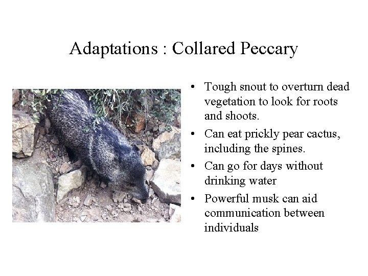 Adaptations : Collared Peccary • Tough snout to overturn dead vegetation to look for