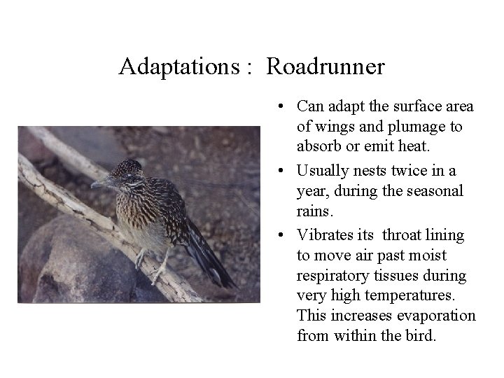 Adaptations : Roadrunner • Can adapt the surface area of wings and plumage to