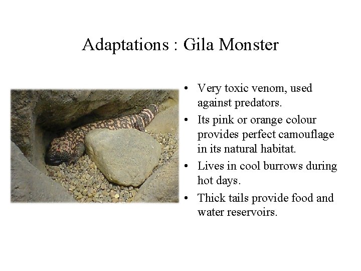 Adaptations : Gila Monster • Very toxic venom, used against predators. • Its pink