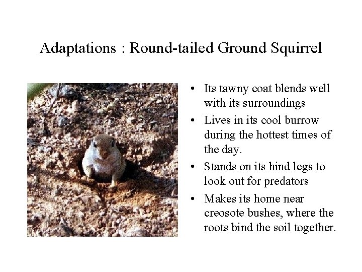 Adaptations : Round-tailed Ground Squirrel • Its tawny coat blends well with its surroundings