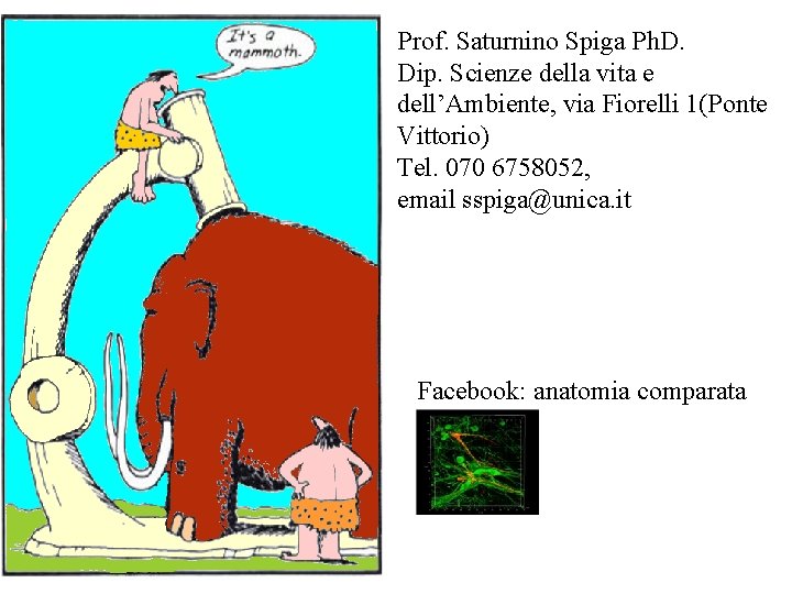 Prof. Saturnino Spiga Ph. D. Dip. Scienze della vita e dell’Ambiente, via Fiorelli 1(Ponte