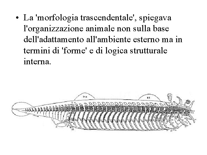  • La 'morfologia trascendentale', spiegava l'organizzazione animale non sulla base dell'adattamento all'ambiente esterno