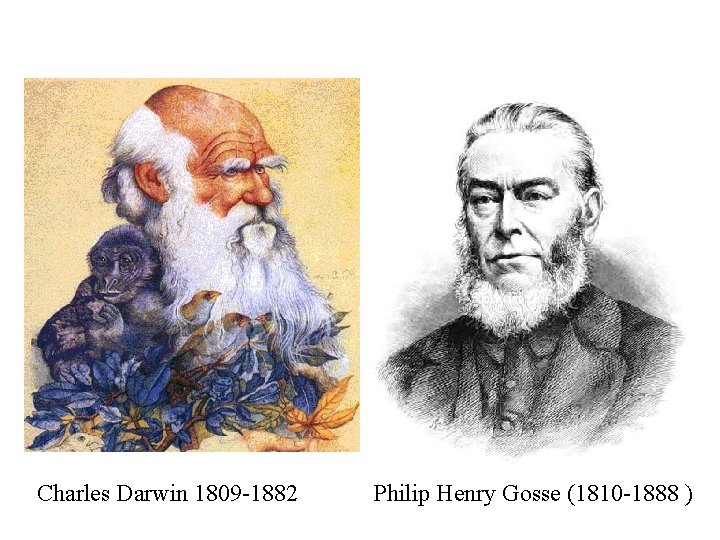 Charles Darwin 1809 -1882 Philip Henry Gosse (1810 -1888 ) 