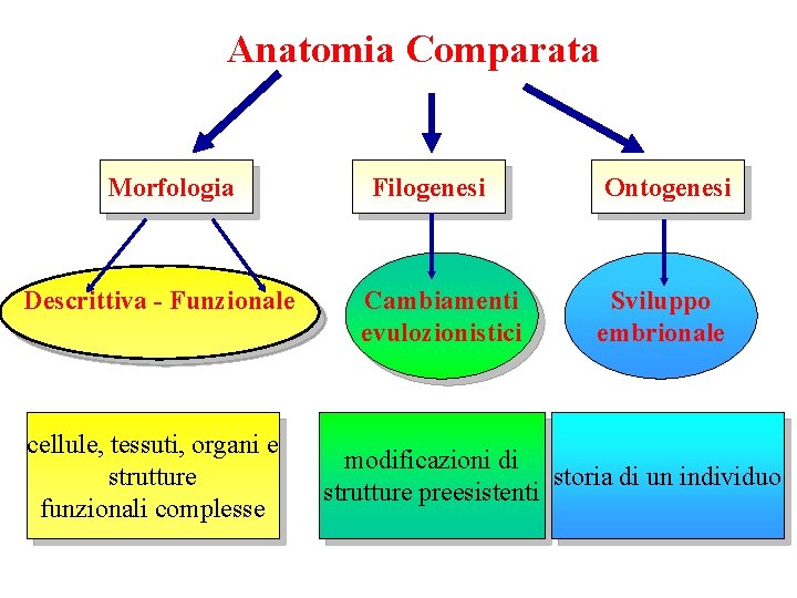 Anatomia Comparata Morfologia Descrittiva - Funzionale cellule, tessuti, organi e strutture funzionali complesse Filogenesi