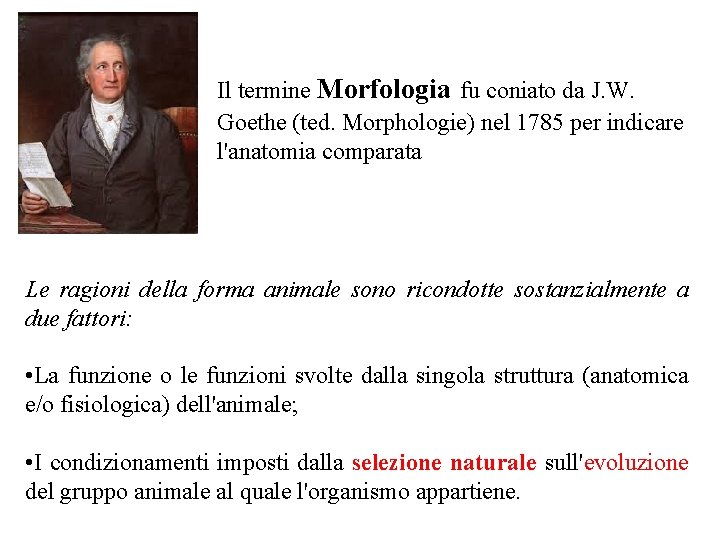 Il termine Morfologia fu coniato da J. W. Goethe (ted. Morphologie) nel 1785 per