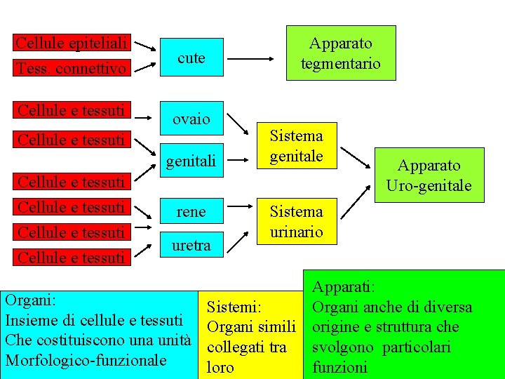 Cellule epiteliali Tess. connettivo cute Cellule e tessuti ovaio Cellule e tessuti genitali Apparato