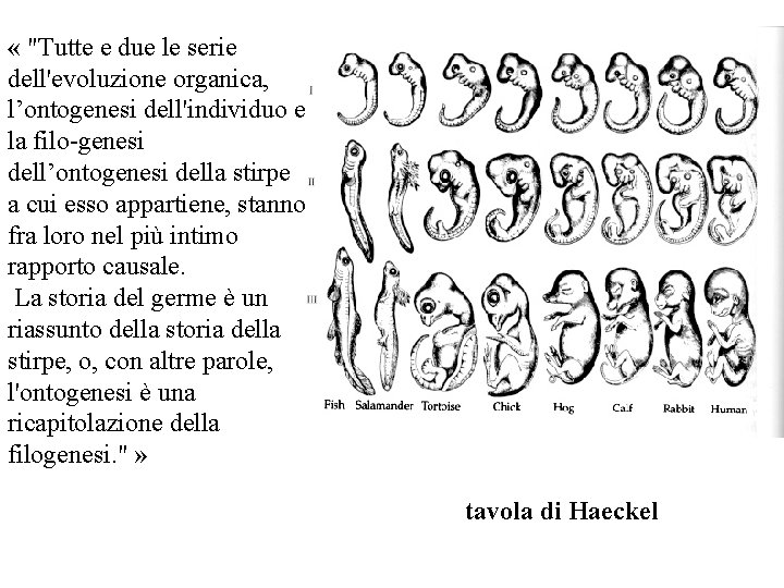  « "Tutte e due le serie dell'evoluzione organica, l’ontogenesi dell'individuo e la filo-genesi
