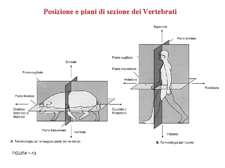 Posizione e piani di sezione dei Vertebrati 