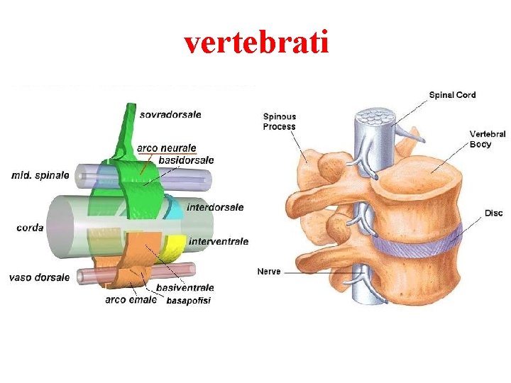 vertebrati 