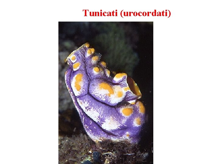 Tunicati (urocordati) 