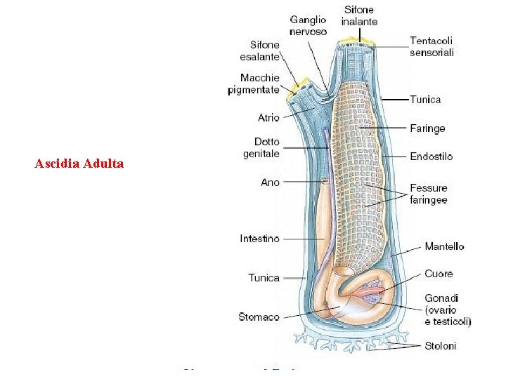 Ascidia Adulta 