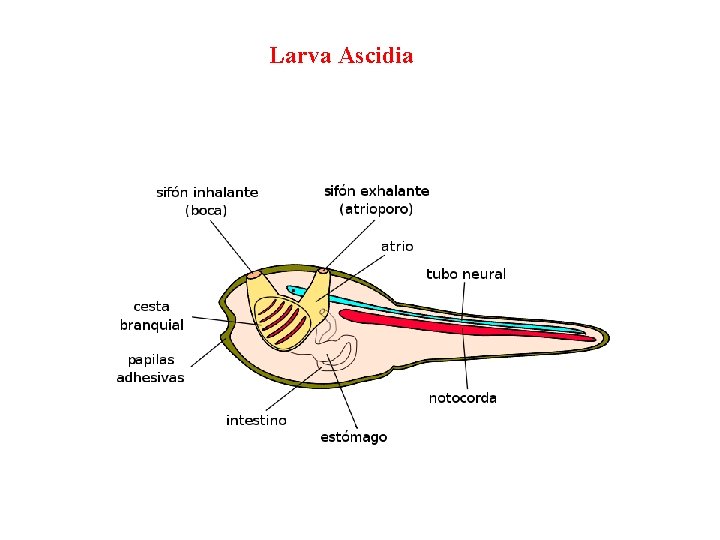 Larva Ascidia 