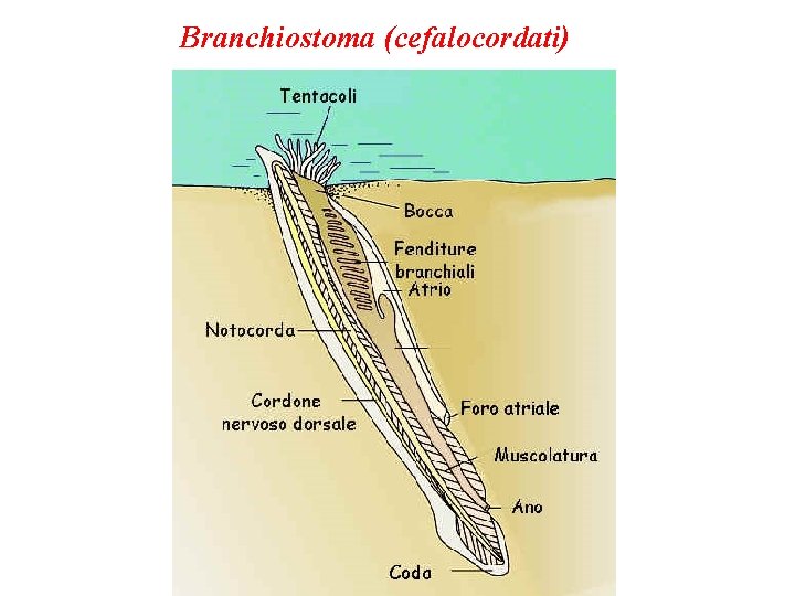Branchiostoma (cefalocordati) 