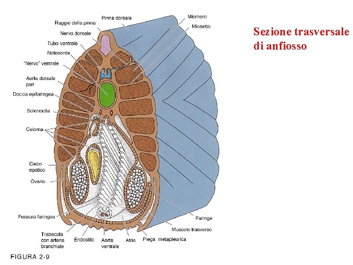 Sezione trasversale di anfiosso 