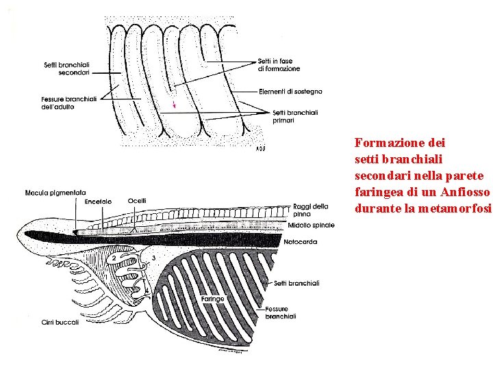 Formazione dei setti branchiali secondari nella parete faringea di un Anfiosso durante la metamorfosi