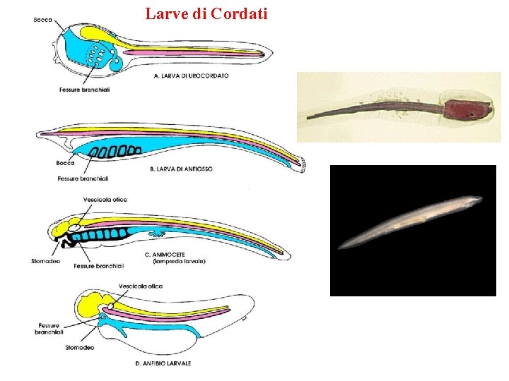 Larve di Cordati 