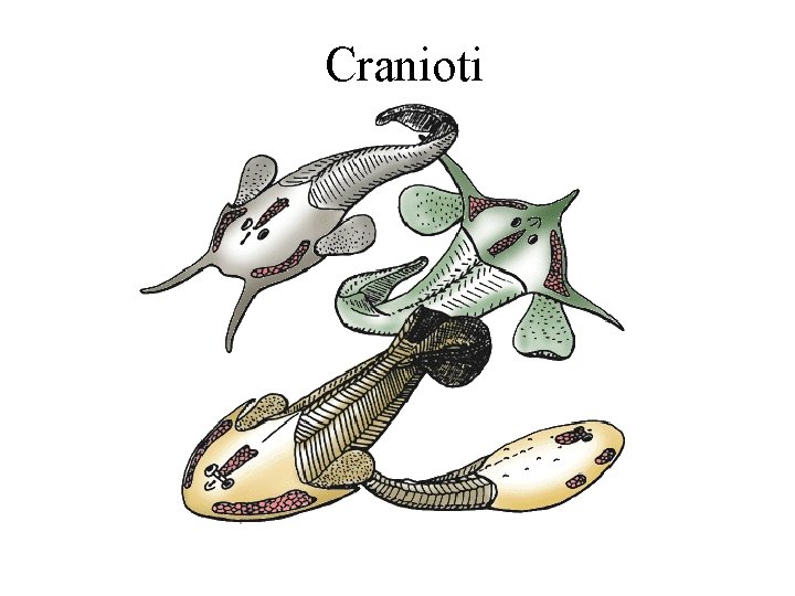 Cranioti 