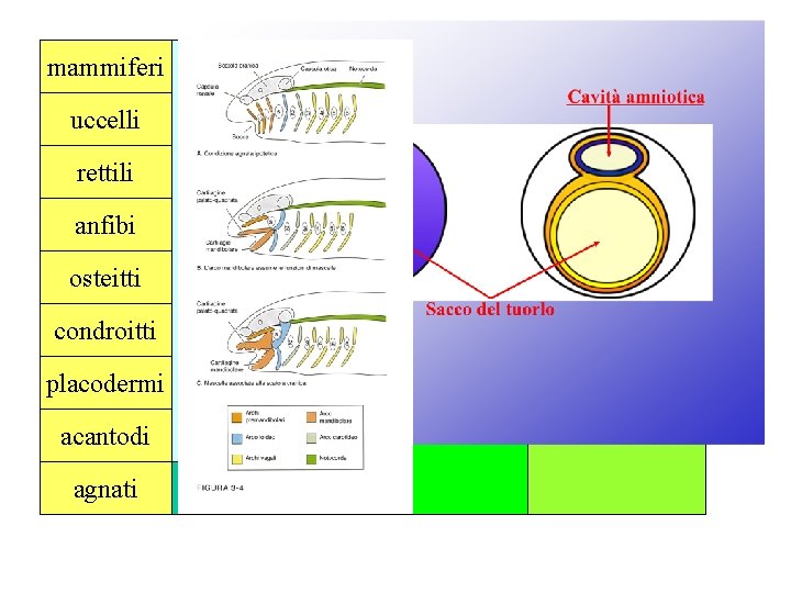 mammiferi amnioti uccelli tetrapodi rettili anfibi osteitti gnatostomi condroitti anamni placodermi pesci acantodi agnatostomi