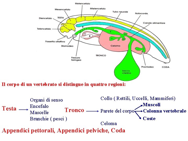 Il corpo di un vertebrato si distingue in quattro regioni: Testa Organi di senso