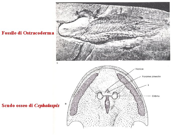Fossile di Ostracoderma Scudo osseo di Cephalaspis 