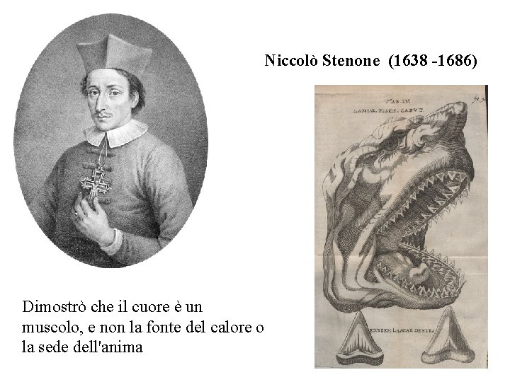 Niccolò Stenone (1638 -1686) Dimostrò che il cuore è un muscolo, e non la