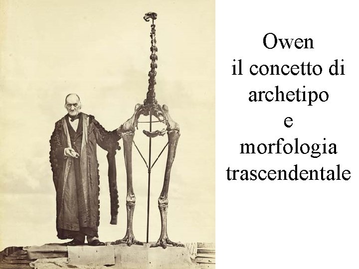 Owen il concetto di archetipo e morfologia trascendentale 