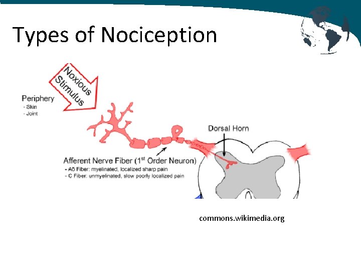 Types of Nociception commons. wikimedia. org 