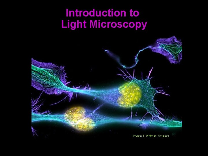 Introduction to Light Microscopy (Image: T. Wittman, Scripps) 