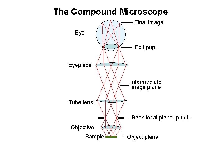 The Compound Microscope Final image Eye Exit pupil Eyepiece Intermediate image plane Tube lens