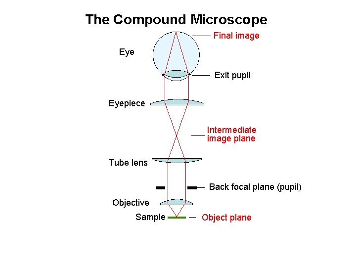 The Compound Microscope Final image Eye Exit pupil Eyepiece Intermediate image plane Tube lens