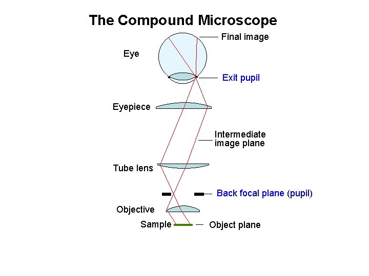 The Compound Microscope Final image Eye Exit pupil Eyepiece Intermediate image plane Tube lens