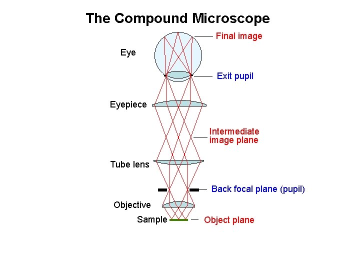 The Compound Microscope Final image Eye Exit pupil Eyepiece Intermediate image plane Tube lens