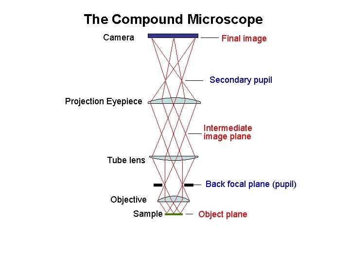 The Compound Microscope Camera Final image Secondary pupil Projection Eyepiece Intermediate image plane Tube