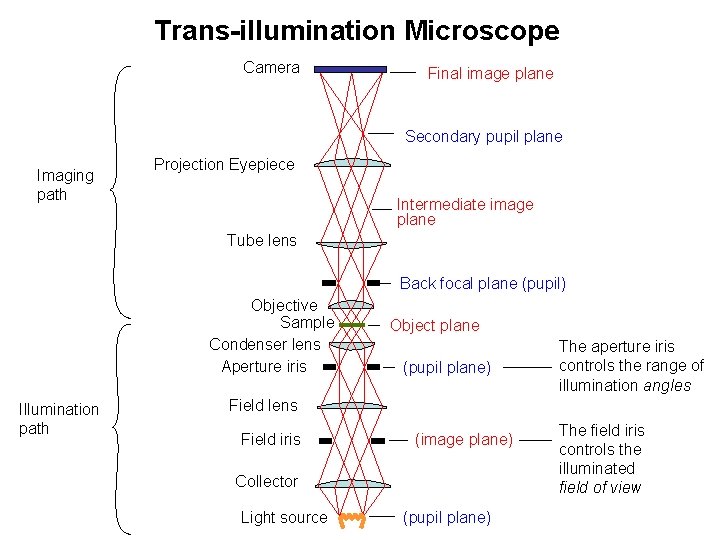 Trans-illumination Microscope Camera Final image plane Secondary pupil plane Imaging path Projection Eyepiece Intermediate