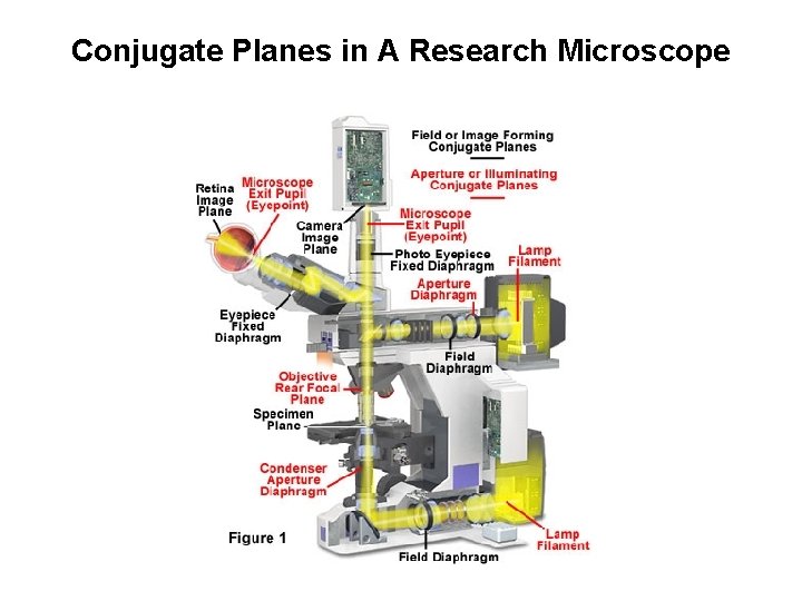 Conjugate Planes in A Research Microscope 