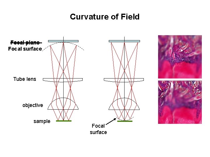 Curvature of Field Focal plane Focal surface Tube lens objective sample Focal surface 