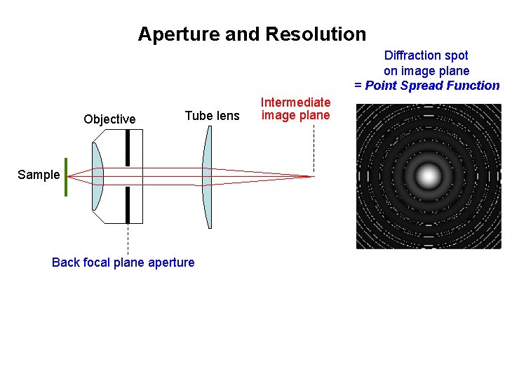 Aperture and Resolution Diffraction spot on image plane = Point Spread Function Objective Tube