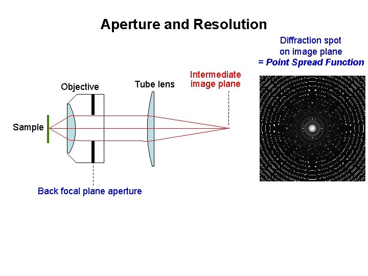 Aperture and Resolution Diffraction spot on image plane = Point Spread Function Objective Tube