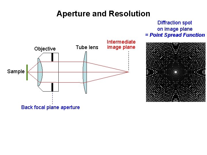 Aperture and Resolution Diffraction spot on image plane = Point Spread Function Objective Tube