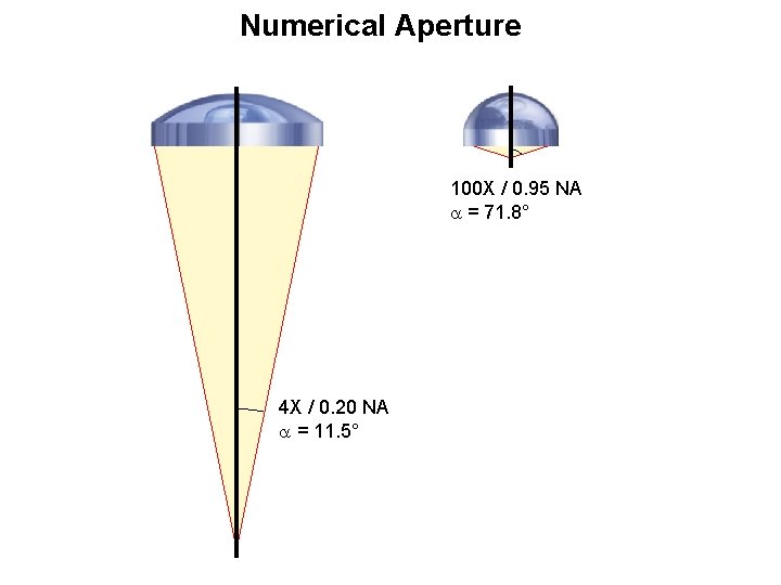 Numerical Aperture 100 X / 0. 95 NA = 71. 8° 4 X /