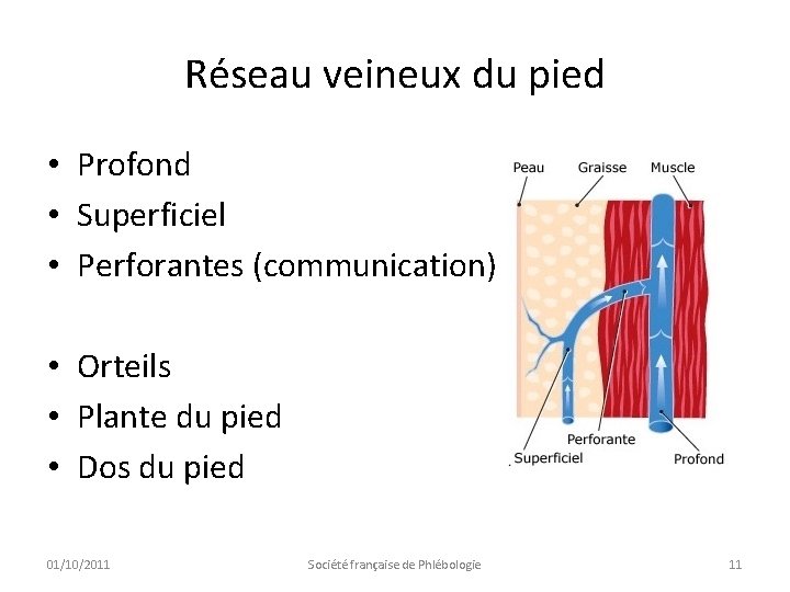 Réseau veineux du pied • Profond • Superficiel • Perforantes (communication) • Orteils •